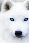 THE REJECTED WHITE WOLF