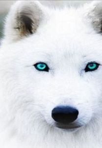 THE REJECTED WHITE WOLF