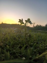 author-avatar