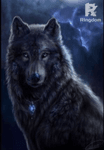 THE BLACK WOLF