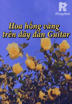 Hoa hồng vàng trên dây đàn Guitar