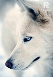 The Female Alpha Warrior