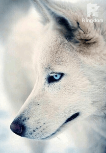 The Female Alpha Warrior