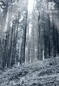 The Hybrid Royals (book#2)