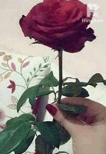 setangkai bunga mawar yang ku terima untuk terakhir kalinya  dari   calon tunanganku.