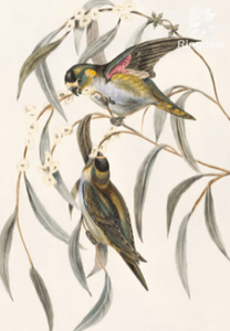 เมียเด็ก