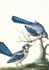 เมียอาจารย์