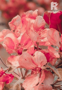 Para los amores de mi vida