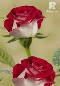 NO TODO ES DE COLOR DE ROSAS??